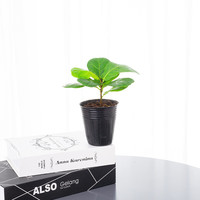 萌肉居琴叶榕盆栽花卉大圆叶客厅盆栽耐荫绿植琴叶榕小苗原盆源头直发 琴叶榕小苗简易盆