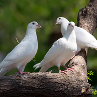 BOZAIJIA大别山林间放养乳鸽 净重 共4只 新鲜现杀土鸽子肉 源头直发