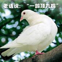 BOZAIJIA大别山放养乳鸽 净重1.2斤共2只 农家新鲜现杀土鸽子鸽肉源头直发 2只散养放养乳鸽