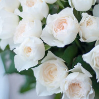 清韵伊人 心之水滴 月季花苗 中苗