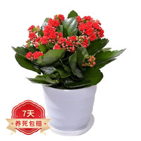 若绿 长寿花盆栽带花苞重瓣大花植物室内年宵花卉绿植源头直发 红色 原盆原土