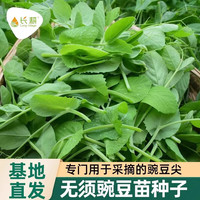 长耕 豌豆苗种子 口口脆豌豆苗50g+一袋有机肥