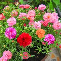 行湘重瓣太阳花苗盆栽绿植花卉阳台盆景混色+塑料加仑盆 源头直发 混色太阳花+塑料加仑盆
