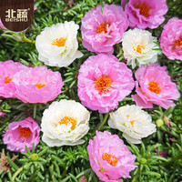 北蔬 太阳花种子重瓣混色大花四季开花籽 粉白重瓣太阳花种子约8000粒