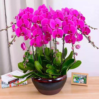 思取 蝴蝶兰花苗盆栽 三年苗 玫瑰红(当年开花)