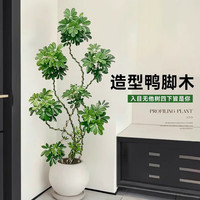 临雅鸭脚木客厅大盆栽室内阳台造型绿植物鸭掌木鹅掌财落地式大型摆件 造型鸭脚木1.8-2米+原生胶盆