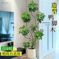 临雅鸭脚木客厅大盆栽室内阳台造型绿植物鸭掌木鹅掌财落地式大型摆件 造型鸭脚木1.4-1.6米+圆筒盆