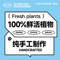 一片海洋水培植物桌面创意微景观棕榈莫斯造景 可养鱼 品