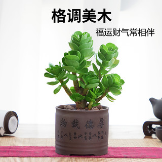 金钱木盆栽老桩多肉植物室内办公室桌面好养绿植花卉小金钱树 金钱木(原土盆)+肥料 带盆栽好