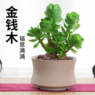 金钱木盆栽老桩多肉植物室内办公室桌面好养绿植花卉小金钱树 金钱木(原土盆)+肥料 带盆栽好