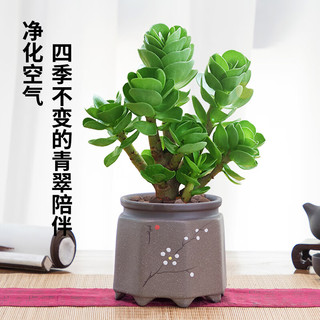 金钱木盆栽老桩多肉植物室内办公室桌面好养绿植花卉小金钱树 金钱木(原土盆)+肥料 带盆栽好