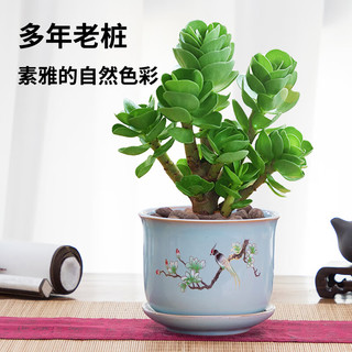 金钱木盆栽老桩多肉植物室内办公室桌面好养绿植花卉小金钱树 金钱木(原土盆)+肥料 带盆栽好
