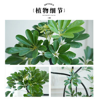 雅致造型鸭脚木大型绿植室内客厅大盆栽摆件1.4-1.5m原盆源头直发