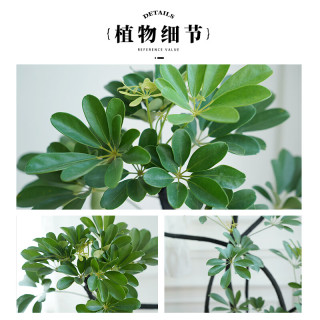 雅致造型鸭脚木大型绿植室内客厅大盆栽摆件1.4-1.5m原盆源头直发
