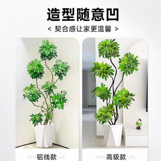 雅致造型鸭脚木大型绿植室内客厅大盆栽摆件1.4-1.5m原盆源头直发