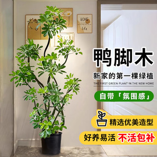 雅致造型鸭脚木大型绿植室内客厅大盆栽摆件1.4-1.5m原盆源头直发