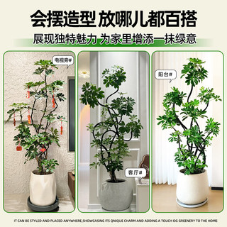 雅致造型鸭脚木大型绿植室内客厅大盆栽摆件1.4-1.5m原盆源头直发