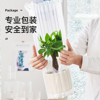 墨一绿植盆栽办公室内桌面花卉植物 富贵竹+奶油色棒棒花盆 源头直发