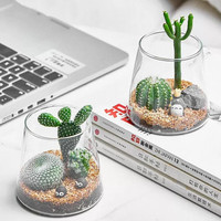 绿荫巷子多肉植物仙人掌盆栽肉肉室内桌面创意绿植小盆栽带盆 【沙漠3球掌组合】造景石+星球瓶