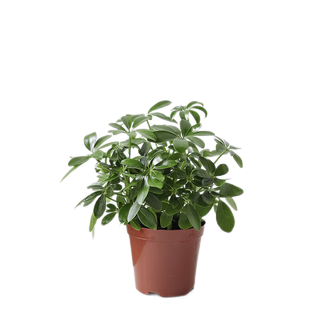 开时果 鸭掌木盆栽植物 八方来财鸭脚木 招财树绿植盆景 源头直发 高竖纹白盆：鸭掌木
