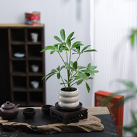 八芽盆栽鸭掌木绿萝花卉绿植物客厅室内桌面水培多肉好养发财树吸甲醛 鸭掌木(小戴圆盆)含竹底托 带盆栽好