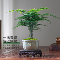 想开文竹盆栽植物室内净化空气办公室绿植花卉鲜活盆景小盆栽四季常青 精品铁杆文竹+马到成功盆+底座