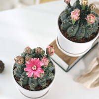开花品种绯花玉仙人球盆栽室内花卉仙人掌办公室桌面绿植多肉植物 含盆
