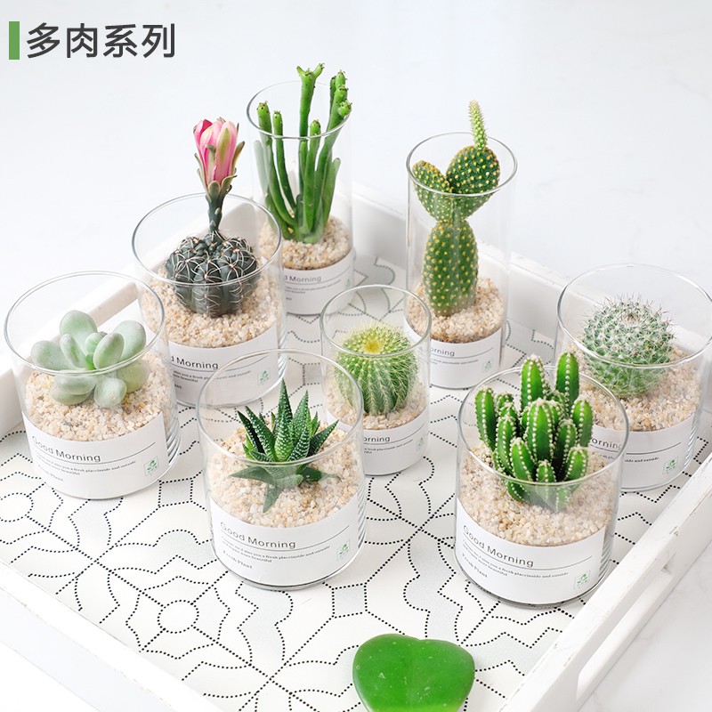 开时果 多肉植物仙人球仙人掌小盆栽桌面植物 肉肉组合办公室内绿植花卉 万重山+懒人自动吸水盆