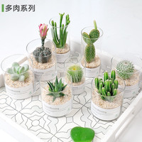 开时果 多肉植物仙人球仙人掌小盆栽桌面植物 肉肉组合办公室内绿植花卉 万重山+懒人自动吸水盆
