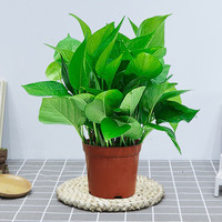 缤贤绿萝大叶长藤盆栽绿植花卉室内客厅办公好养净化空气四季常青 110#绿萝（原盆原土） #28