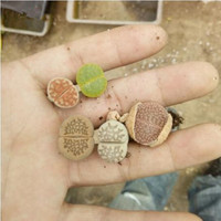 多肉植物盆栽 混合生石花 屁股花 pp花 石生花绿植 小生石花1cm左右