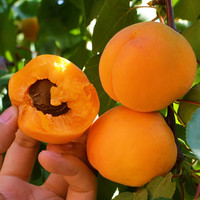 静益乐源大黄杏 陕西酸甜金太阳大黄杏 新鲜水果 2.5kg装