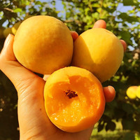 静益乐源大黄杏 陕西酸甜金太阳大黄杏 新鲜水果 2.5kg