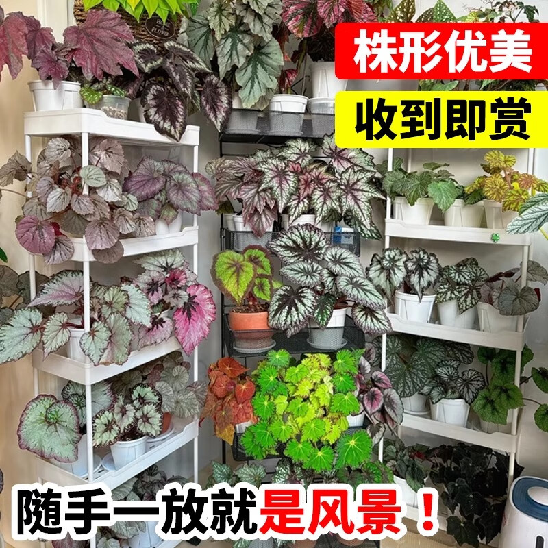 临雅秋海棠盆栽福寿鳟鱼滇缅竹节客厅室内植物花卉好养活四季桌面绿植 鳟鱼秋海棠 120#简易盆