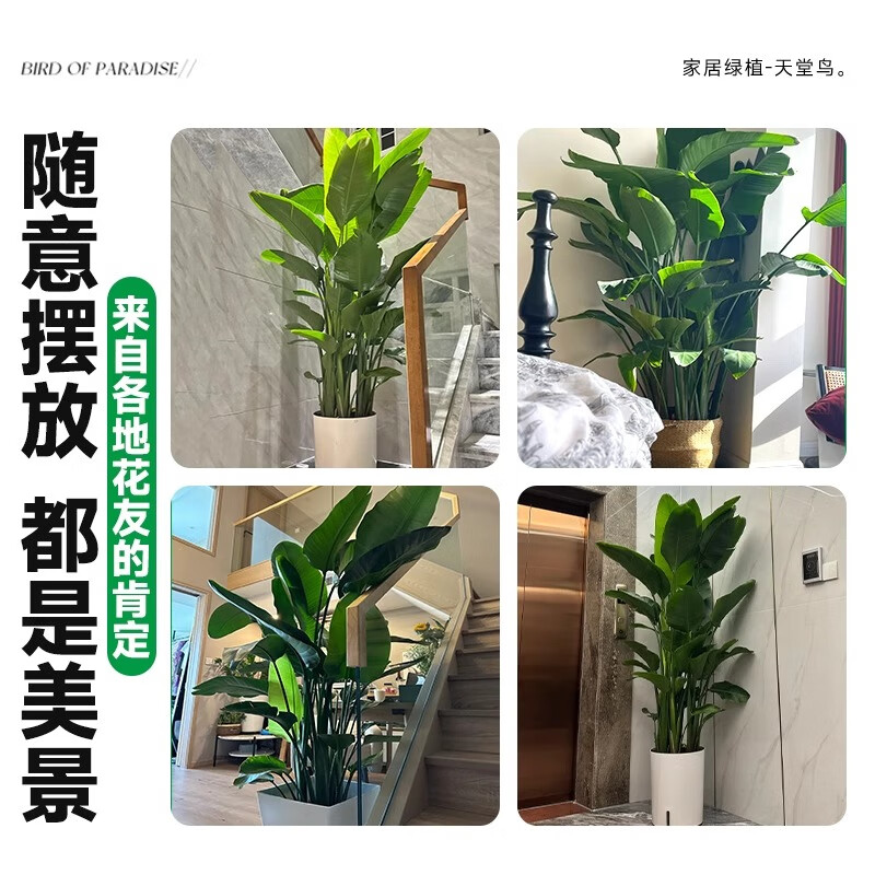 临雅客厅大绿植天堂鸟发财树绿萝柱室内净化空气植物落地大盆栽花卉 老桩粗杆琴叶榕1.6米+织篮