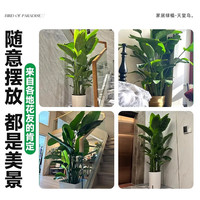 临雅客厅大绿植天堂鸟发财树绿萝柱室内净化空气植物落地大盆栽花卉 老桩粗杆琴叶榕1.6米+织篮