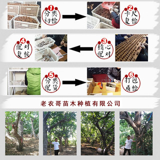 老农哥文玩核桃麻核桃手把件老款手玩古玩盘玩核桃文玩精品配对手玩核桃 【新手级】虎头一对
