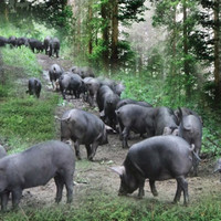 京东跑山猪 国产黑猪软骨块（含硬骨）净重4斤