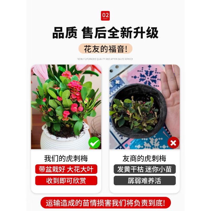 壹植虎刺梅盆栽铁海棠花卉老桩大叶室内植物带花四季开花好养绿植 (热销)红花虎刺梅*1盆(原盆)送肥料