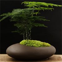 怀音矮生密叶文竹绿植小盆栽桌面摆件紫砂盆景办公室净化空气带盆栽好 培育盆文竹