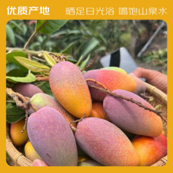 京鲜生 海南老树贵妃芒 2.5斤 单果100g-150g 水果 芒果