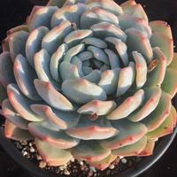 橙梦露多肉大橙子肉肉单头双头老桩多肉好养活家庭阳台绿植