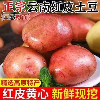 盛觅 云南红皮土豆高原黄心土豆新鲜黄心洋芋马铃薯  新鲜现挖