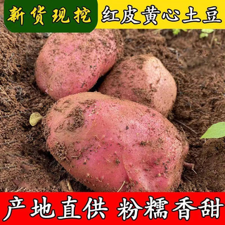盛觅 云南红皮土豆高原黄心土豆新鲜黄心洋芋马铃薯  新鲜现挖