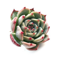 草庄樱之恋 多肉植物吉娃娃吉娃莲多肉超萌肉肉易爆盆办公室花卉绿 吉娃娃3-4CM 裸根不带土