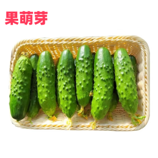 京地达山东旱黄瓜 净重3斤 单果150g+ 大刺水果黄瓜蔬菜源头直发 旱黄瓜 3斤 京东快递
