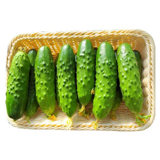 京地达山东旱黄瓜 净重3斤 单果150g+ 大刺水果黄瓜蔬菜源头直发 旱黄瓜 3斤 京东快递