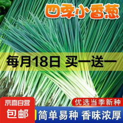 京喜 四季小香葱1包约1000粒 买一送一