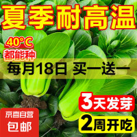 京喜 上海青 抗热605种子 1包约1000粒 买一送一