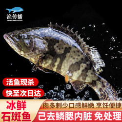 渔传播 活鱼现杀三去龙趸石斑鱼（去鳞腮内脏）500-650g/条 鱼类 海鲜 水产